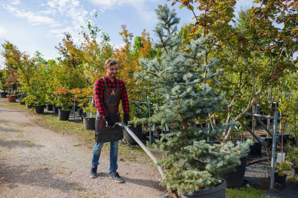 How Our Tree Care Process Works  in Otsego, MN